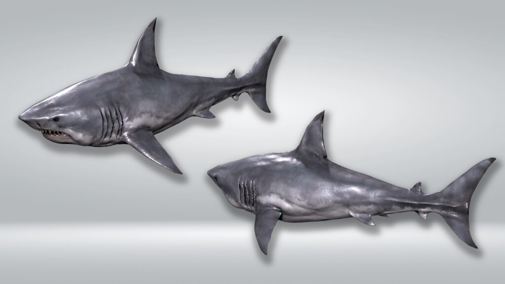 Shark 01 – Filebase for Unity